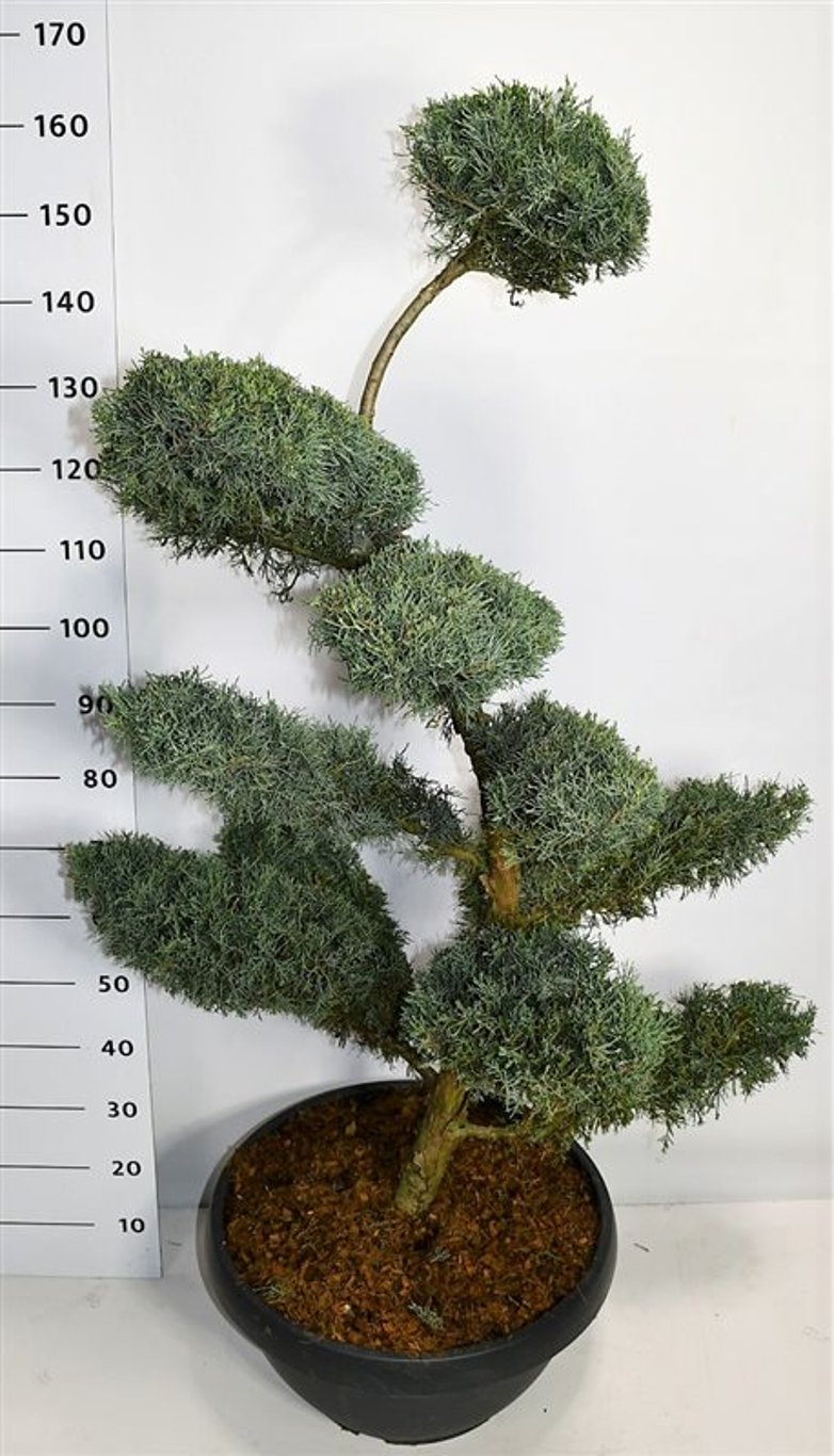 Juniperus virg. 'Grey Owl' - 125-150 CM Bonsai Cont.